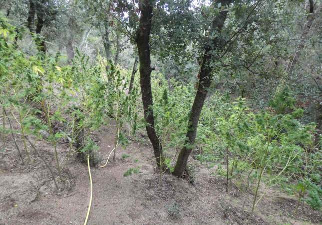 plantas marihuana maçanet