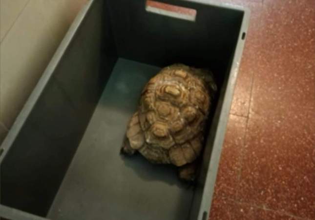 Tortuga aprehendida en una operación de la Guardia Civil en un zoo ilegal en Santa Cruz de Tenerife / GC