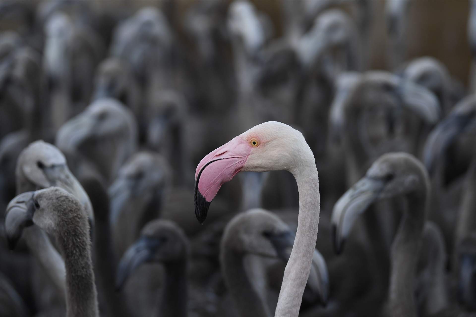 EuropaPress 3263260 05 august 2020 france aigues mortes pink flamingo stands with flamingos