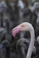 EuropaPress 3263260 05 august 2020 france aigues mortes pink flamingo stands with flamingos