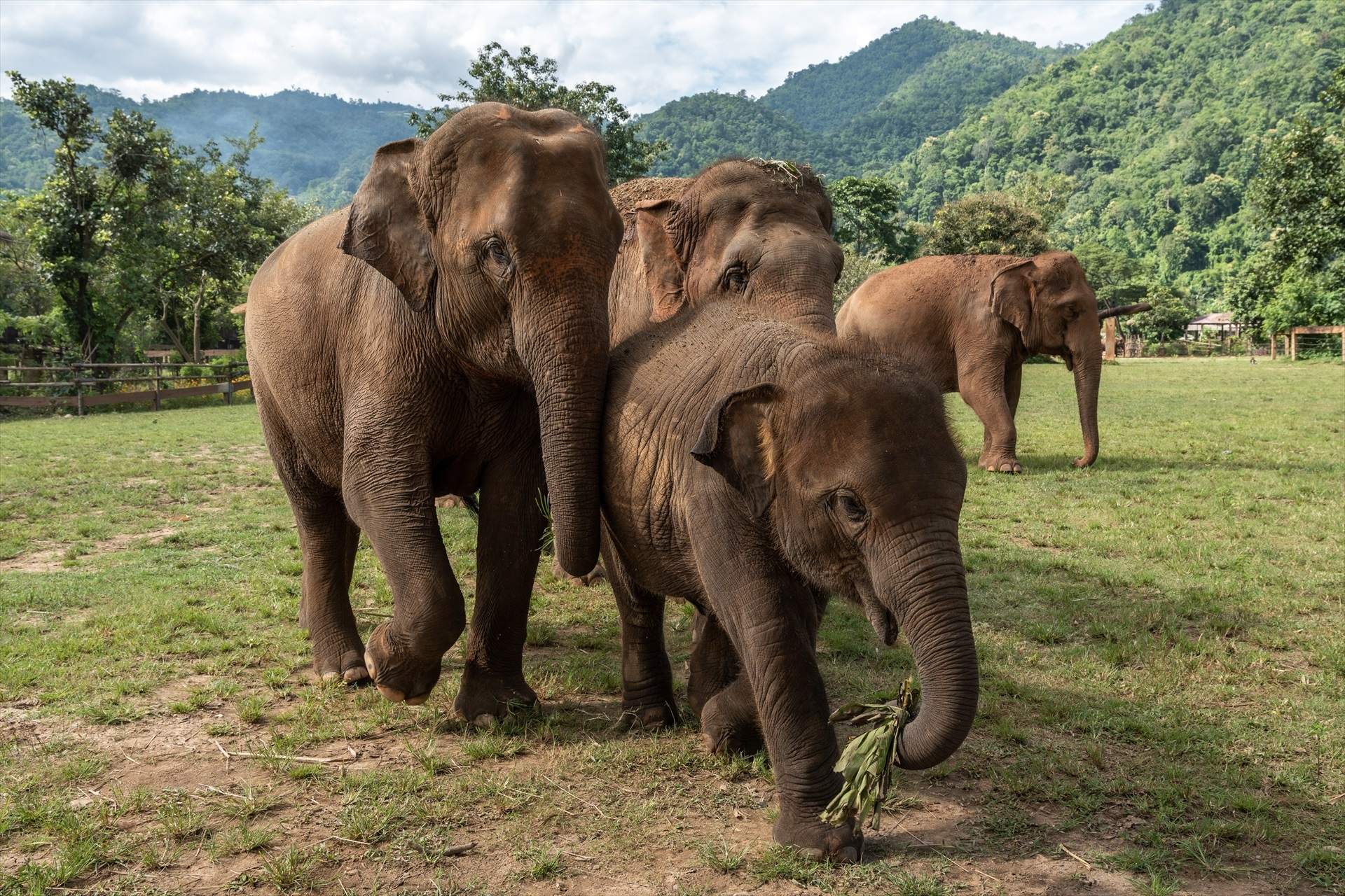 EuropaPress 5782222 august 31 2023 chiang mai thailand asian female elephants are seen