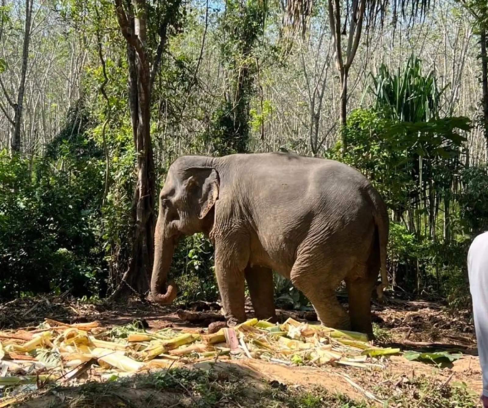 elefant tailàndia