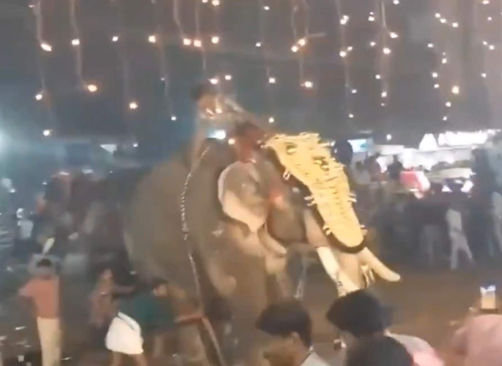 elefant violent índia