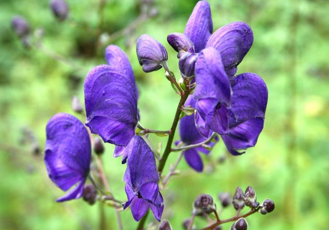 Aconitum napellus Aconitum napellus