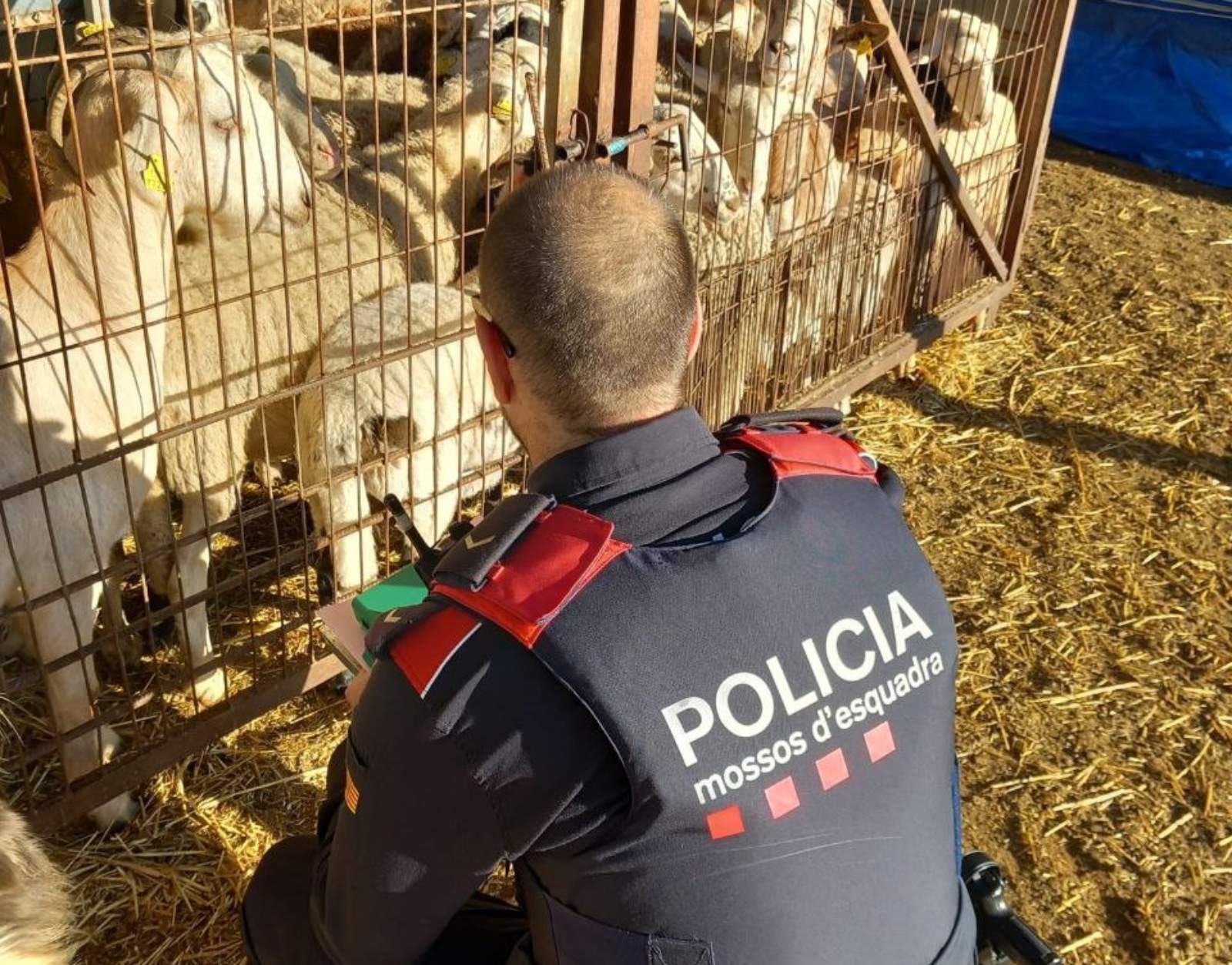 mossos granges camp de tarragona