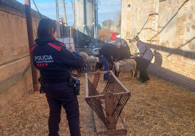 mossos granges camp de tarragona (1)