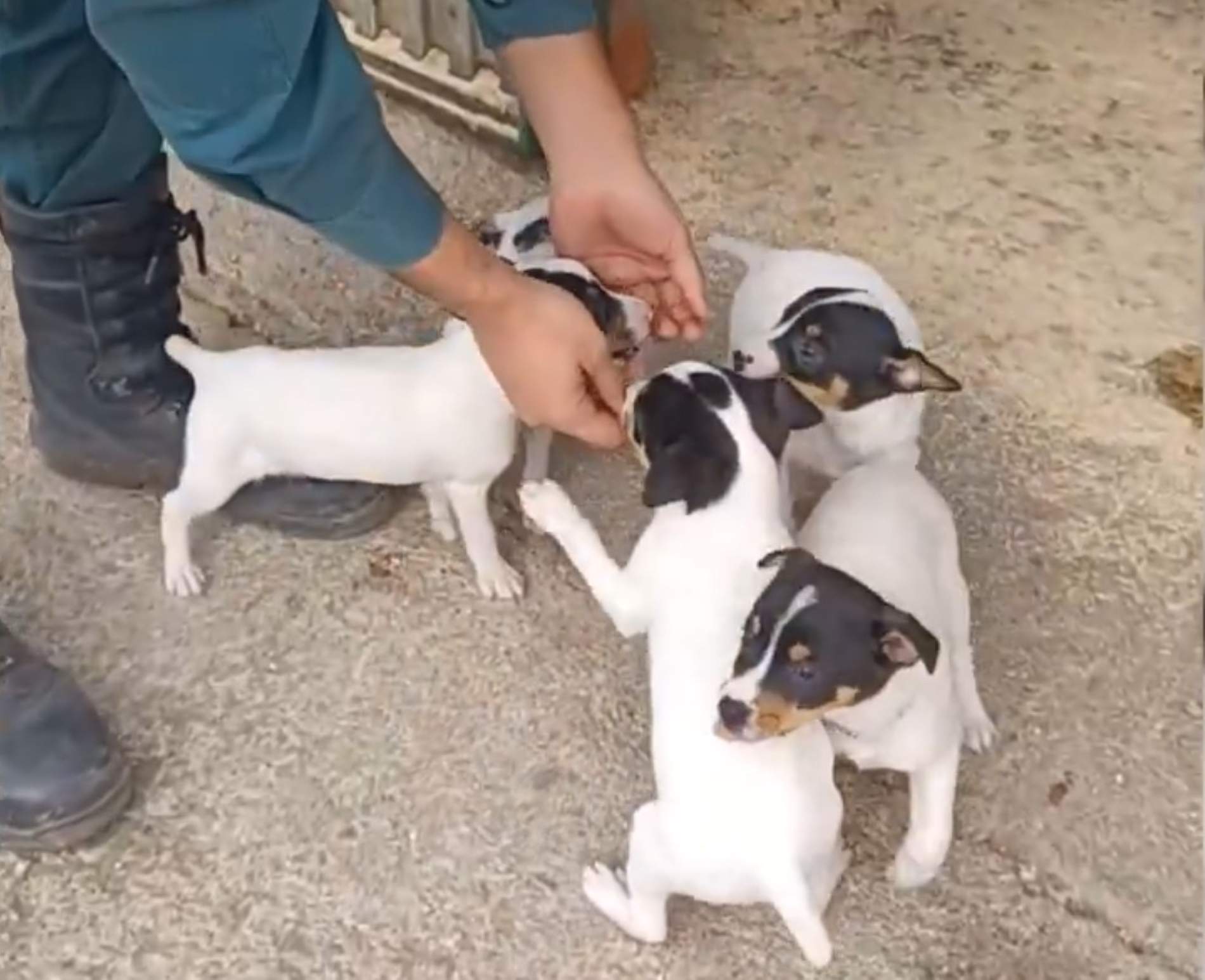 Perros rescatados Guardia Civil Tarragona