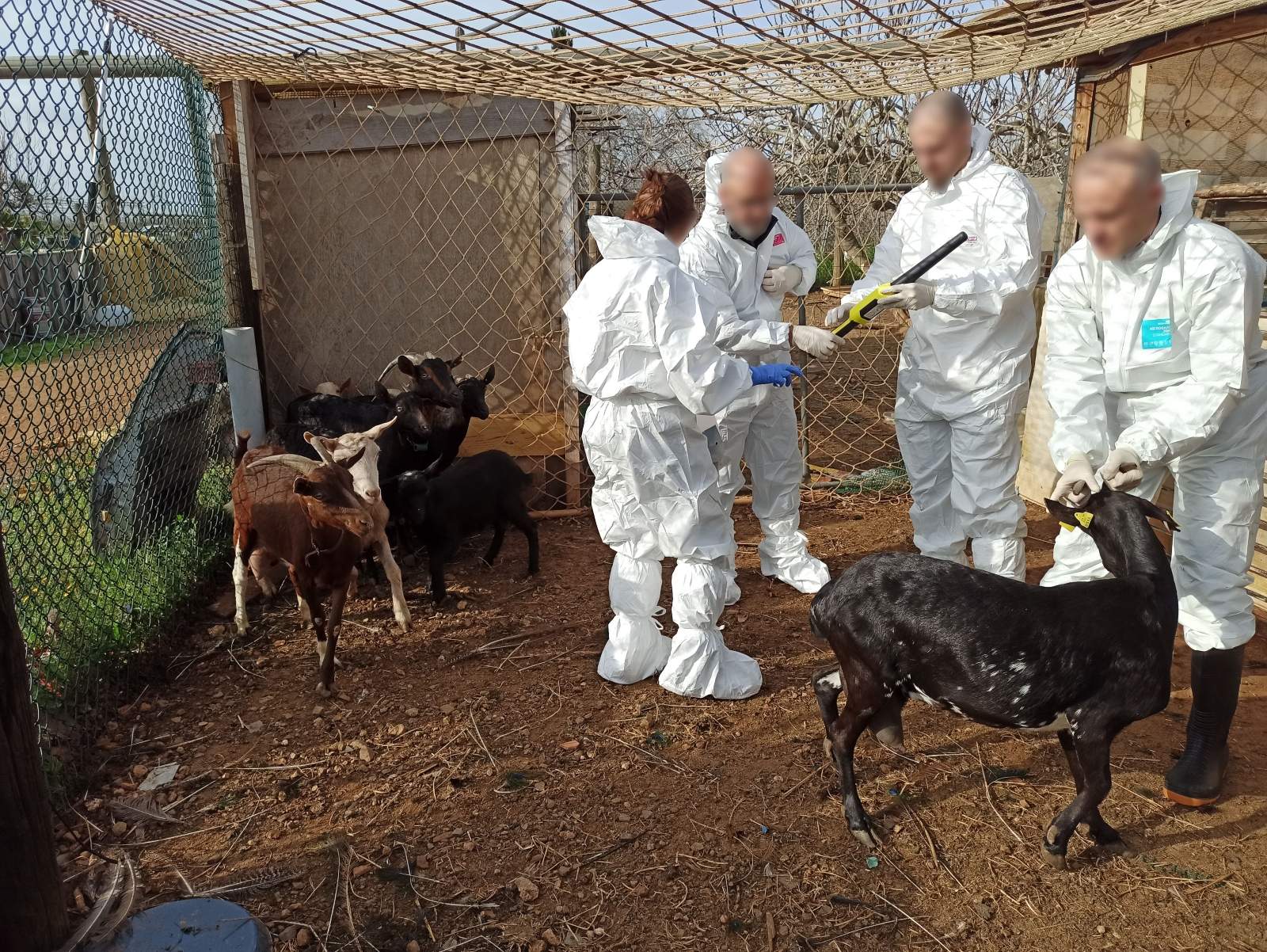 cabres recuperades constantí
