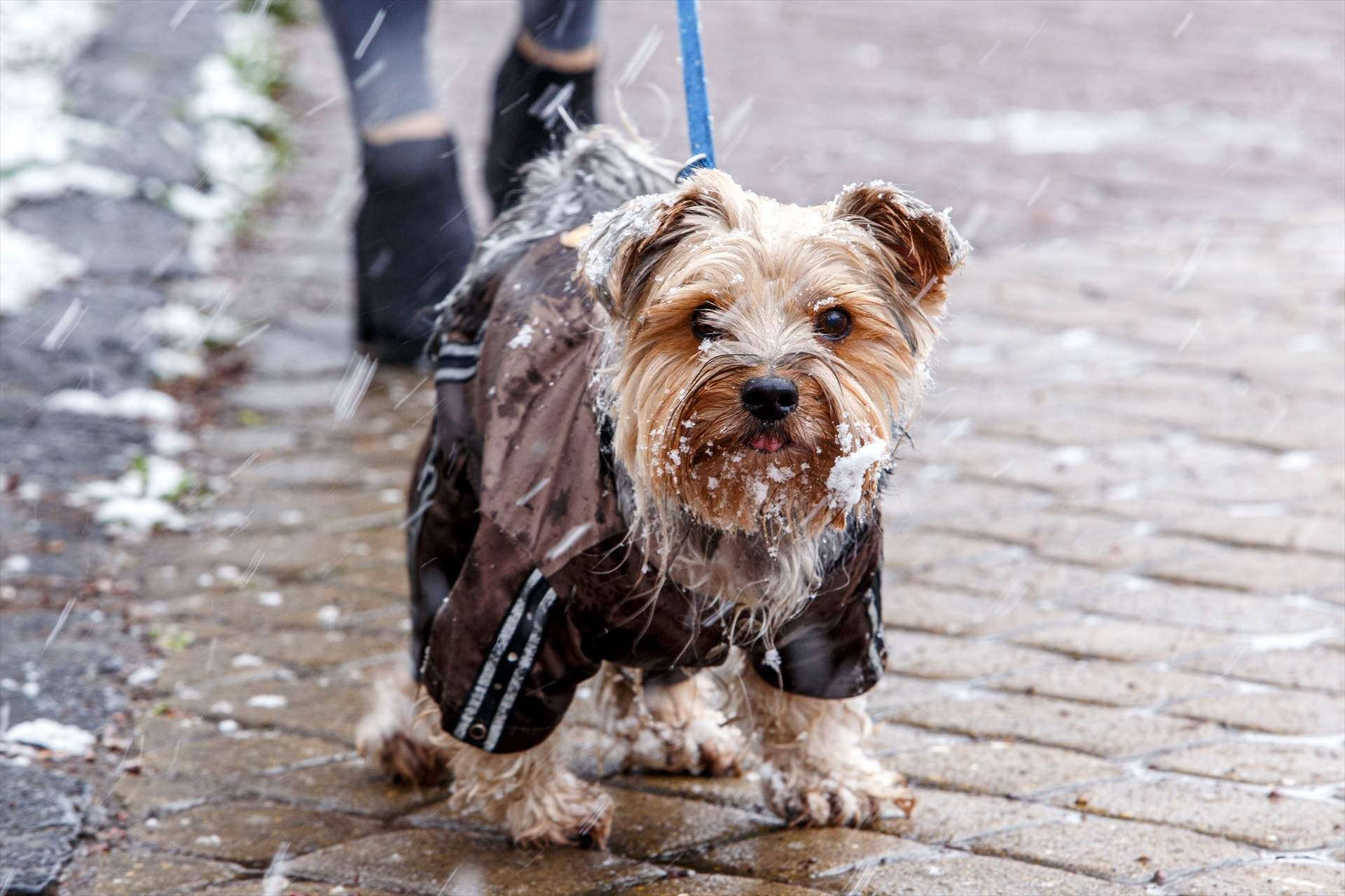 EuropaPress 3634243 06 april 2021 ukraine uzhhorod yorkshire terrier dog walks next to its