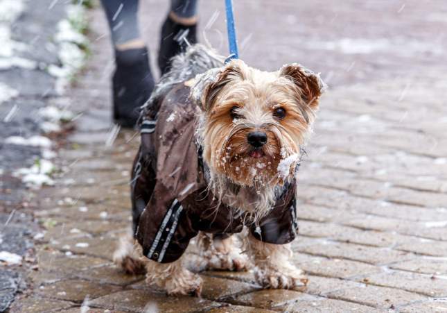 EuropaPress 3634243 06 april 2021 ukraine uzhhorod yorkshire terrier dog walks next to its