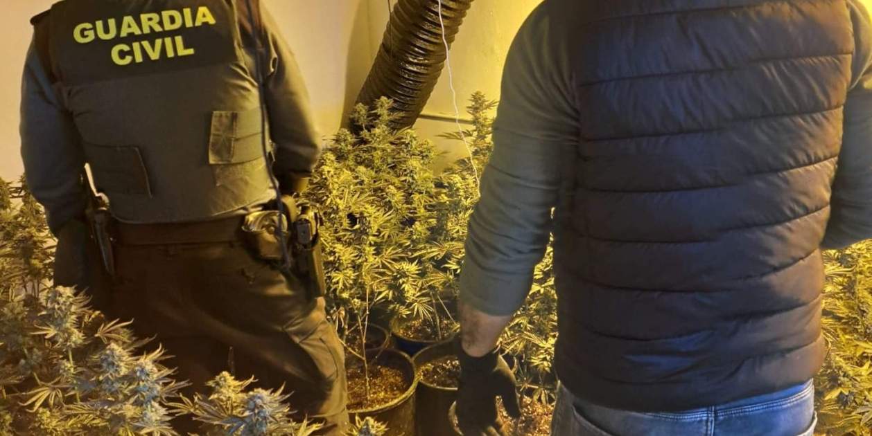 Golpe contra la mafia albanesa por el cultivo de marihuana en Catalunya ...