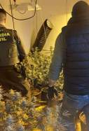 marohuana hostalets guardia civil