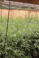 marihuana piera