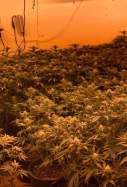 marihuana anglesola
