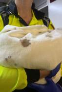 EuropaPress 6558750 sanitario samur proteccion civil atiende bebe brazos