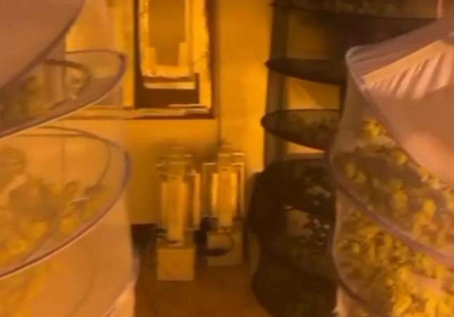 marihuana teia