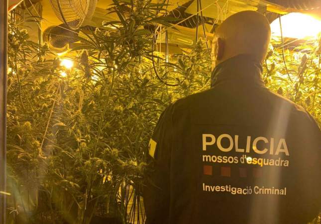 marihuana bellvis
