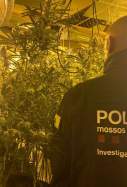 marihuana bellvis