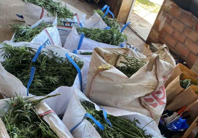 cultiu marihuana bellvis cultiu marihuana bellvis