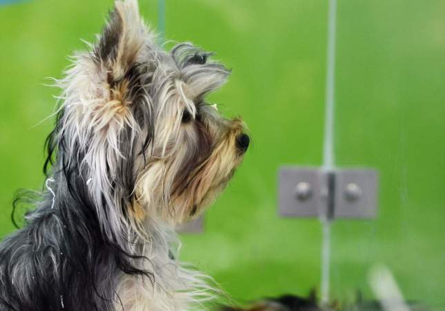 EuropaPress 1686331 mas 138000 animales fueron recogidos protectoras 2017 43 adoptado 18