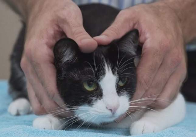 EuropaPress 1687308 cabildo tenerife destina 18000 euros fomentar control gatos abandonados
