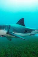 EuropaPress 4552730 imagen archivo gran tiburon blanco australia