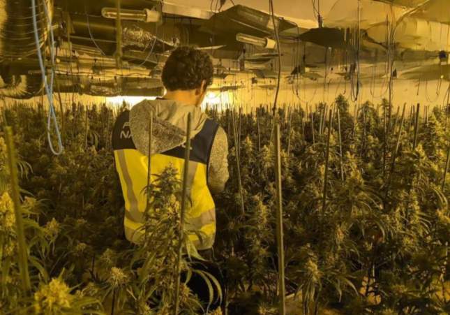 marihuana riudellots de la selva