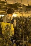 marihuana riudellots de la selva