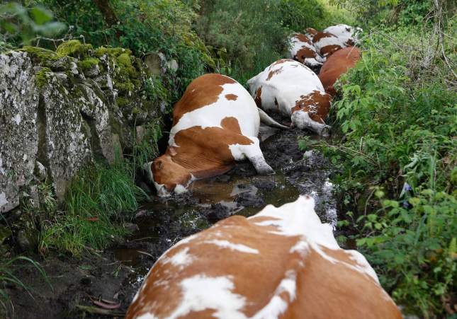 EuropaPress 6734039 27 vacas mueren alcanzadas rayo explotacion ganadera rodeiro 19 mayo 2025