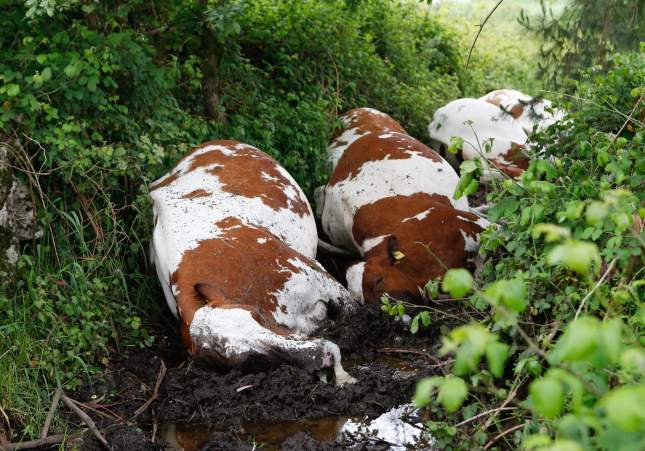 Les vaques han mort mentre tornaven a la granja per protegir-se de la tempesta / Carlos Castro, Europa Press Les vaques han mort mentre tornaven a la granja per protegir-se de la tempesta / Carlos Castro, Europa Press