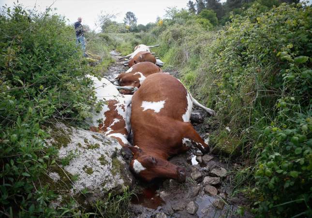 Les vaques que han mort mentre les portaven a la granja per protegir-les de la tempesta / Carlos Castro, Europa Press Les vaques que han mort mentre les portaven a la granja per protegir-les de la tempesta / Carlos Castro, Europa Press