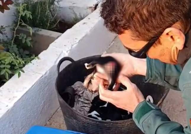 maltractament animal tortosa (2)