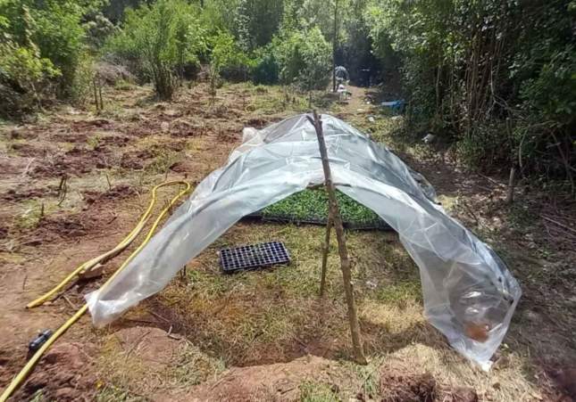 campament marihuana querol