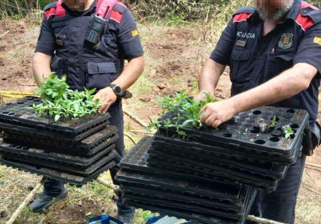 marihuana querol marihuana querol