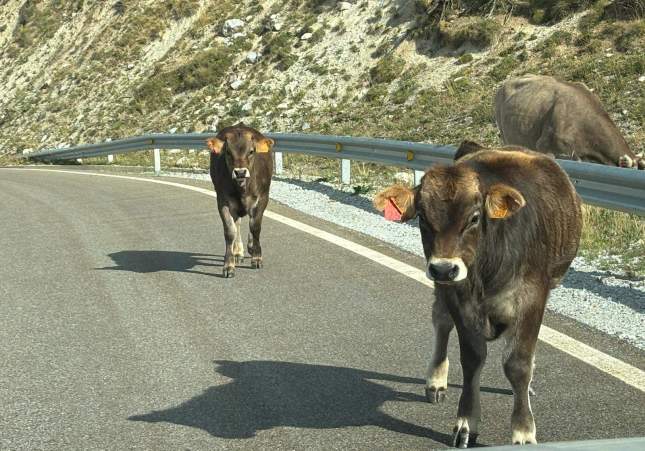 vacas recurso