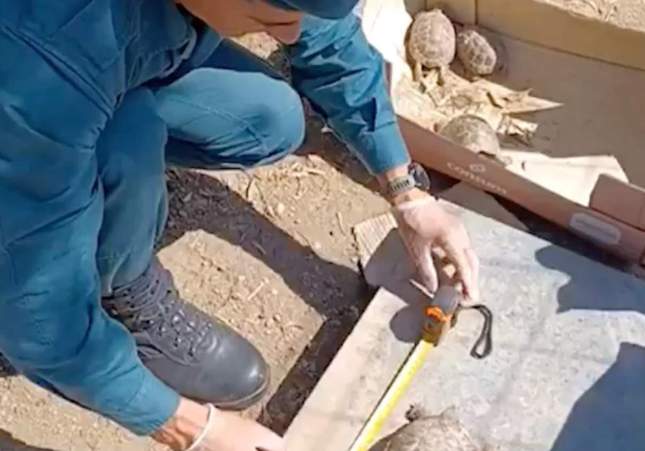 tortugues rescatades tarragona