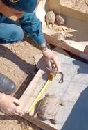 tortugues rescatades tarragona