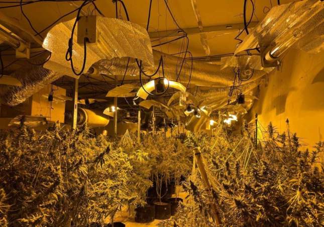 lleida marihuana