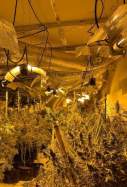 lleida marihuana