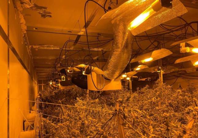 marihuana lleida marihuana lleida