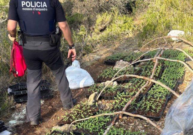 plantacio marihuana vallclara plantacio marihuana vallclara