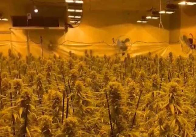 marihuana constanti