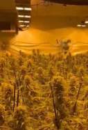 marihuana constanti