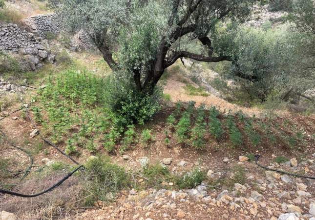 Plantación marihuana arbol bítem Tortosa Ebre Plantación marihuana arbol bítem Tortosa Ebre