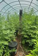 Plantación marihuana bítem Tortosa Ebre