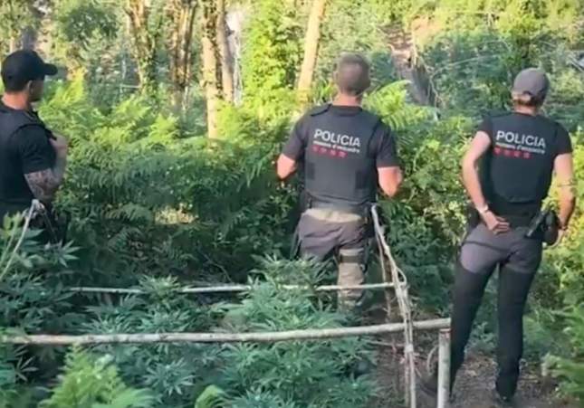 marihuana Sant Sadurní d'Osormort