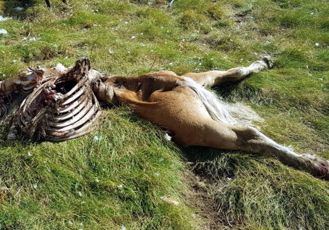 Euga mort ós Cachou_Conselh Generau d'Aran Euga mort ós Cachou_Conselh Generau d'Aran