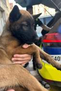 Perro rescatado tarragona Guardia Urbana