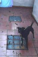 Perro rescatado hospitalet