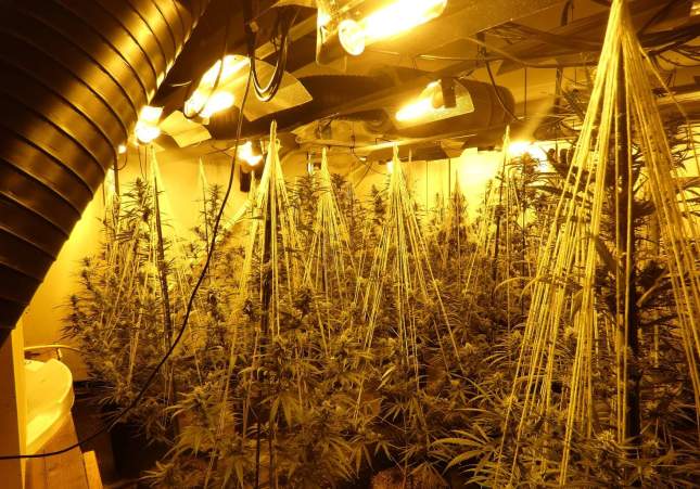 250703 NdP 1808 RPAP Els Mossos d’Esquadra desmantellen una plantació de marihuana en un antic prostíbul a l’Alt Urgell (2)